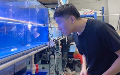 Side Hustler In Singapore: Arowana Breeder